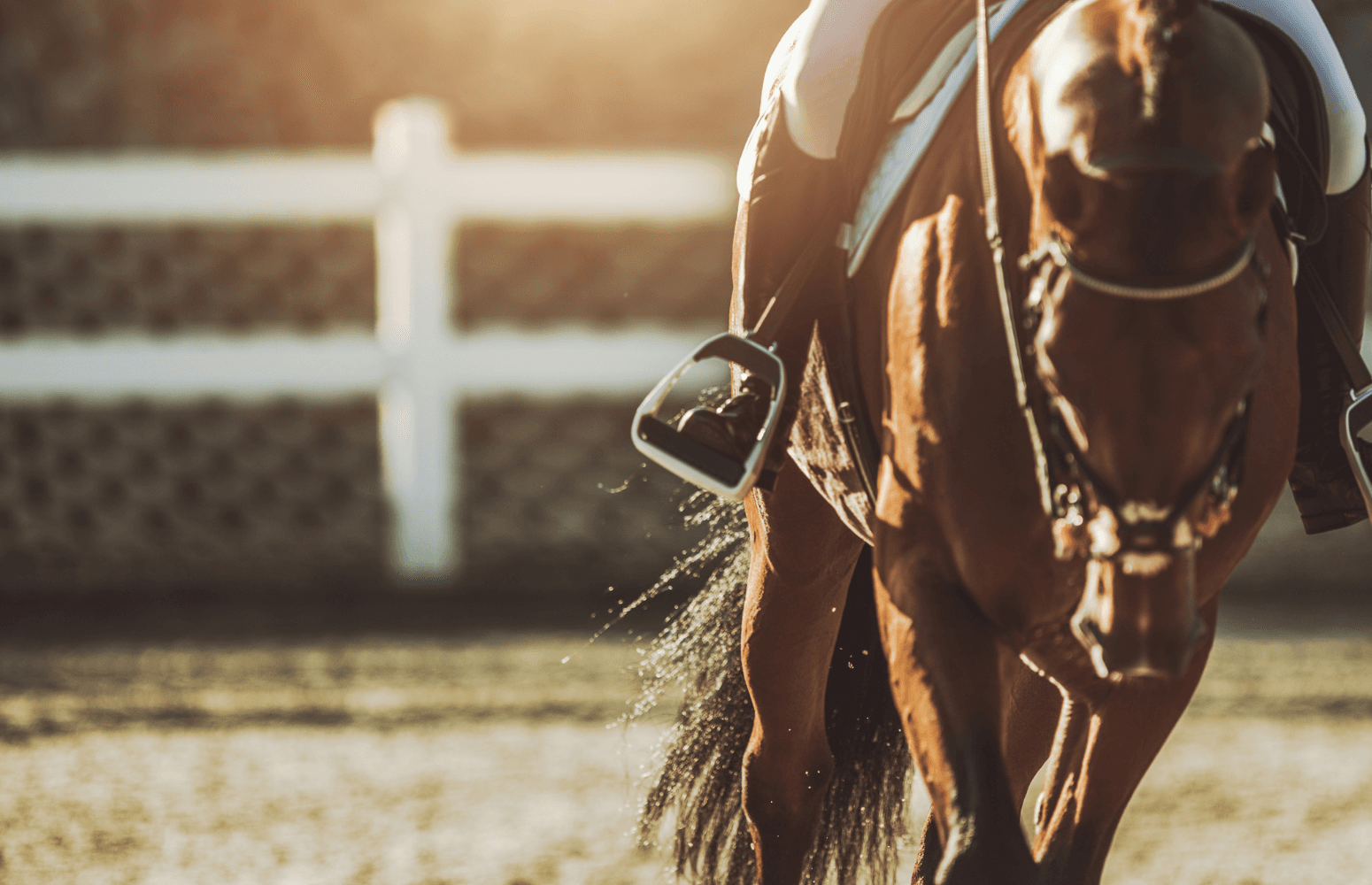 Equestrian photographers: organize competition photos and make ordering easier