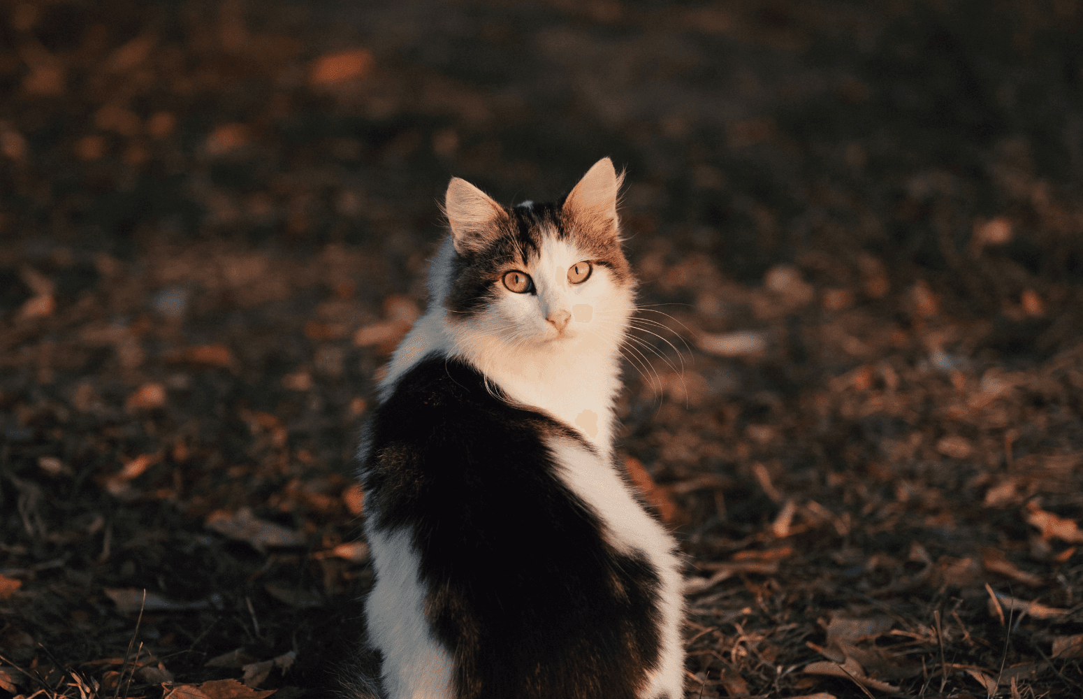 Photographe animalier : faire choisir les portraits et livrer une séance client